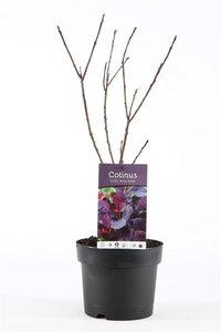 Cotinus cog. 'Royal Purple' 30-40 cm cont. 3,0L - afbeelding 6