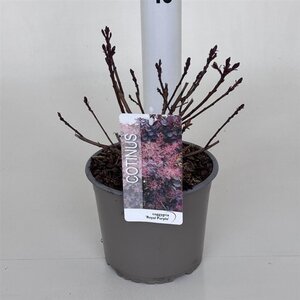 Cotinus cog. 'Royal Purple' 30-40 cm cont. 3,0L - afbeelding 12