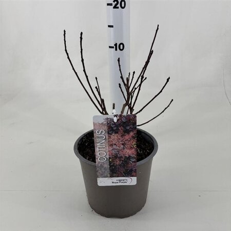 Cotinus cog. 'Royal Purple' 30-40 cm cont. 3,0L - afbeelding 13