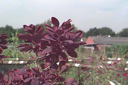 Cotinus cog. 'Royal Purple' 30-40 cm cont. 3,0L - afbeelding 3