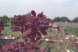 Cotinus cog. 'Royal Purple' 30-40 cm cont. 3,0L - afbeelding 3