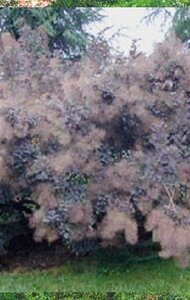 Cotinus cog. 'Royal Purple' 30-40 cm cont. 3,0L - afbeelding 2