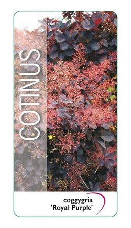 Cotinus cog. 'Royal Purple' 30-40 cm cont. 3,0L - afbeelding 12