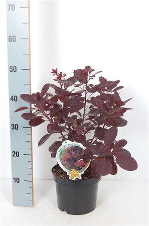 Cotinus cog. 'Royal Purple' 30-40 cm cont. 3,0L - afbeelding 9