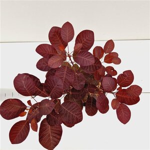 Cotinus cog. 'Royal Purple' 30-40 cm cont. 3,0L - afbeelding 2