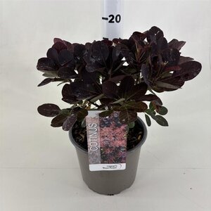 Cotinus cog. 'Royal Purple' 30-40 cm cont. 3,0L - afbeelding 11