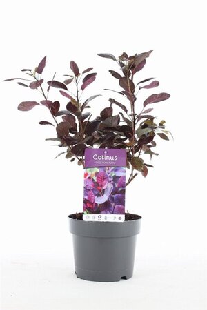 Cotinus cog. 'Royal Purple' 30-40 cm cont. 3,0L - afbeelding 4