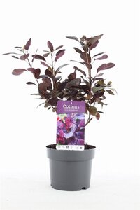 Cotinus cog. 'Royal Purple' 30-40 cm cont. 3,0L - afbeelding 4