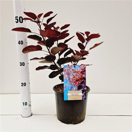 Cotinus cog. 'Royal Purple' 30-40 cm cont. 3,0L - afbeelding 16