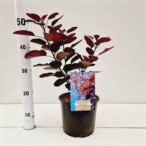 Cotinus cog. 'Royal Purple' 30-40 cm cont. 3,0L - afbeelding 16