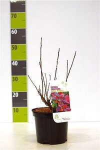 Cotinus cog. 'Royal Purple' 40-60 cm cont. 3,0L - afbeelding 6