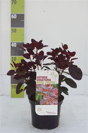 Cotinus cog. 'Royal Purple' 40-60 cm cont. 3,0L - afbeelding 5