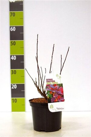Cotinus cog. 'Royal Purple' 40-60 cm cont. 3,0L - afbeelding 4