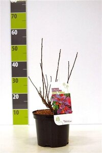 Cotinus cog. 'Royal Purple' 40-60 cm cont. 3,0L - afbeelding 4