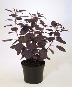 Cotinus cog. 'Royal Purple' 40-60 cm cont. 3,0L - afbeelding 3