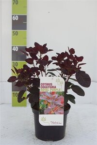 Cotinus cog. 'Royal Purple' 40-60 cm cont. 3,0L - afbeelding 10