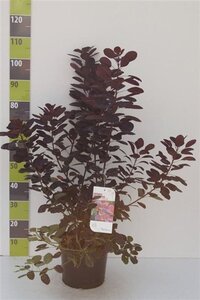 Cotinus cog. 'Royal Purple' 80-100 cm cont. 7,5L