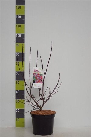 Cotinus cog. 'Royal Purple' 80-100 cm cont. 7,5L - afbeelding 2