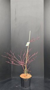 Cornus controversa 'Variegata' 60-80 cm met kluit - afbeelding 3