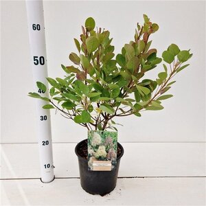 Cotinus cog. 'Young Lady' 30-40 cm cont. 3,0L - afbeelding 6