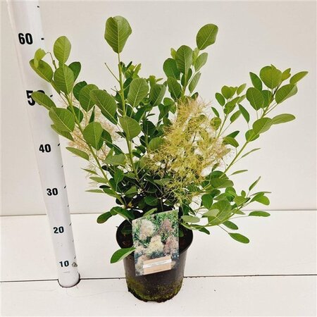 Cotinus cog. 'Young Lady' 30-40 cm cont. 3,0L - afbeelding 7
