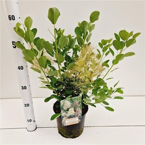 Cotinus cog. 'Young Lady' 30-40 cm cont. 3,0L - afbeelding 7