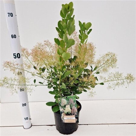 Cotinus cog. 'Young Lady' 30-40 cm cont. 3,0L - afbeelding 8