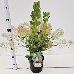 Cotinus cog. 'Young Lady' 30-40 cm cont. 3,0L - afbeelding 8
