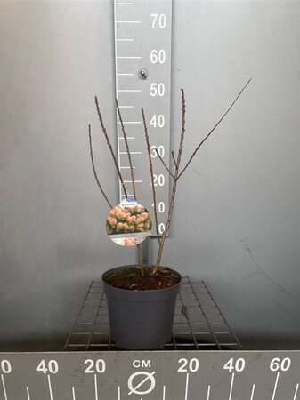 Cotinus cog. 'Young Lady' 30-40 cm cont. 3,0L - afbeelding 7