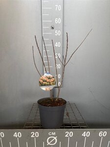 Cotinus cog. 'Young Lady' 30-40 cm cont. 3,0L - afbeelding 7