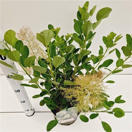 Cotinus cog. 'Young Lady' 30-40 cm cont. 3,0L - afbeelding 9