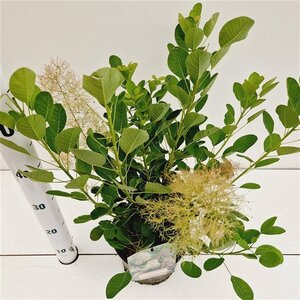 Cotinus cog. 'Young Lady' 30-40 cm cont. 3,0L - afbeelding 9
