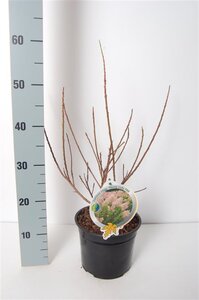 Cotinus cog. 'Young Lady' 30-40 cm cont. 3,0L - afbeelding 4