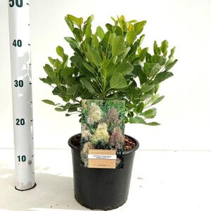 Cotinus cog. 'Young Lady' 30-40 cm cont. 3,0L