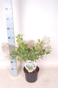 Cotinus cog. 'Young Lady' 30-40 cm cont. 3,0L - image 2