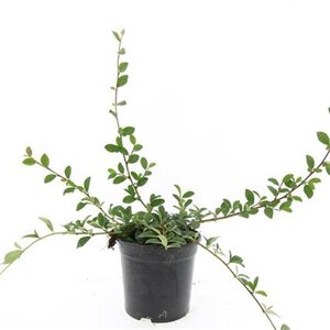 Cotoneaster dammeri geen maat specificatie cont. 1,5L - afbeelding 6