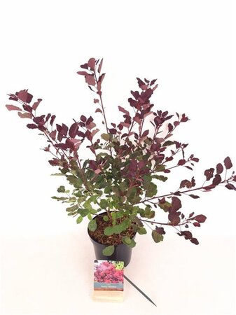 Cotinus coggyria 'Dusky Maiden' 30-40 cm cont. 3,0L