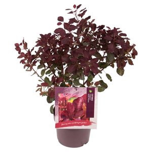 Cotinus coggyria 'Dusky Maiden' 40-50 cm cont. 3,0L