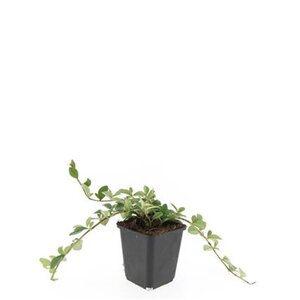 Cotoneaster dam. 'Major' geen maat specificatie 0,55L/P9cm - afbeelding 6