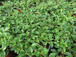 Cotoneaster dam. 'Major' geen maat specificatie 0,55L/P9cm - afbeelding 10