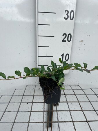 Cotoneaster dam. 'Major' geen maat specificatie 0,55L/P9cm - afbeelding 6