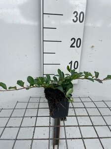 Cotoneaster dam. 'Major' geen maat specificatie 0,55L/P9cm - afbeelding 6