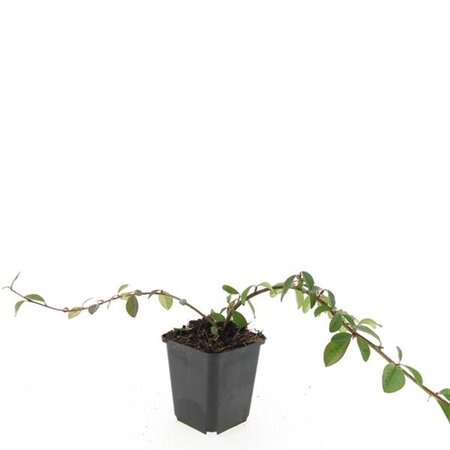 Cotoneaster dam. 'Major' geen maat specificatie 0,55L/P9cm - afbeelding 5