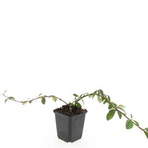 Cotoneaster dam. 'Major' geen maat specificatie 0,55L/P9cm - afbeelding 5
