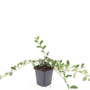Cotoneaster dam. 'Major' geen maat specificatie 0,55L/P9cm - afbeelding 4