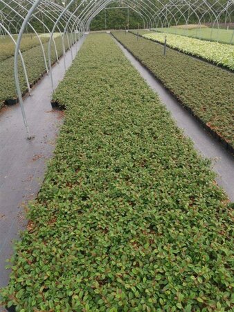 Cotoneaster dam. 'Major' geen maat specificatie 0,55L/P9cm - afbeelding 7