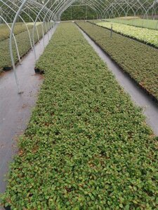 Cotoneaster dam. 'Major' geen maat specificatie 0,55L/P9cm - afbeelding 7