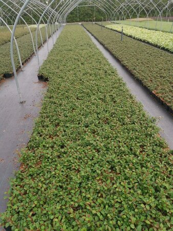 Cotoneaster dam. 'Major' geen maat specificatie 0,55L/P9cm - afbeelding 2