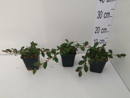 Cotoneaster dam. 'Major' geen maat specificatie 0,55L/P9cm - afbeelding 12