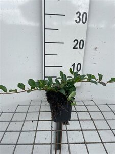 Cotoneaster dam. 'Major' geen maat specificatie 0,55L/P9cm - afbeelding 8